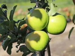 Säulenapfel 'Greencats' ®