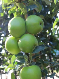 Säulenapfel 'Greencats' ® -Deutschland Garten Funk Verkaufs-Shop saeulenapfel greencats m046446 w 1