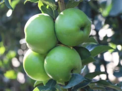 Säulenapfel 'Greencats' ® -Deutschland Garten Funk Verkaufs-Shop saeulenapfel greencats m046446 w 3