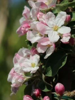 Säulenapfel 'Greencats' ® -Deutschland Garten Funk Verkaufs-Shop saeulenapfel greencats m046446 w 4