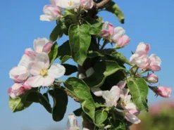 Säulenapfel 'Greencats' ® -Deutschland Garten Funk Verkaufs-Shop saeulenapfel greencats m046446 w 5