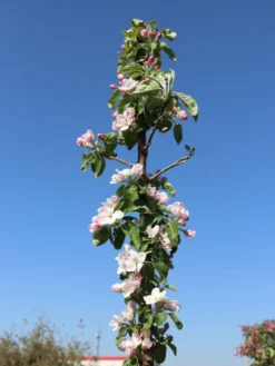 Säulenapfel 'Greencats' ® -Deutschland Garten Funk Verkaufs-Shop saeulenapfel greencats m046446 w 6