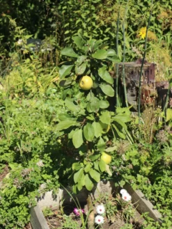 Säulenapfel 'Greencats' ® -Deutschland Garten Funk Verkaufs-Shop saeulenapfel greencats m046446 w 7