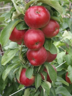 Säulenapfel 'Jarle'