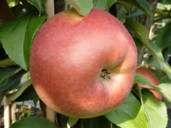 Säulenapfel 'Jarle' -Deutschland Garten Funk Verkaufs-Shop saeulenapfel jarle m090121 w 2