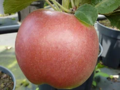 Säulenapfel 'Jarle' -Deutschland Garten Funk Verkaufs-Shop saeulenapfel jarle m090121 w 3