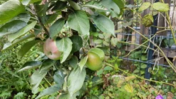 Säulenapfel 'Red River' ® -Deutschland Garten Funk Verkaufs-Shop saeulenapfel red river m006368 924596 0