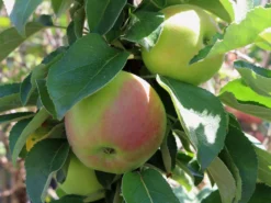 Säulenapfel 'Red River' ®