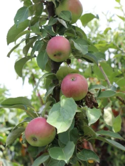 Säulenapfel 'Red River' ® -Deutschland Garten Funk Verkaufs-Shop saeulenapfel red river m006368 w 1