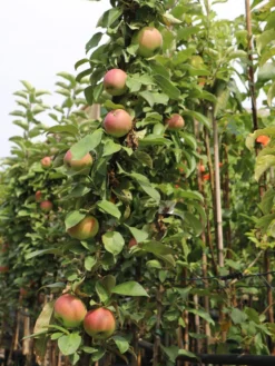 Säulenapfel 'Red River' ® -Deutschland Garten Funk Verkaufs-Shop saeulenapfel red river m006368 w 2