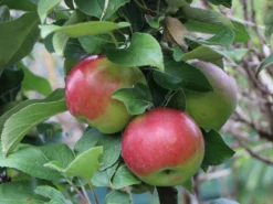 Säulenapfel 'Red River' ® -Deutschland Garten Funk Verkaufs-Shop saeulenapfel red river m006368 w 3