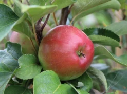 Säulenapfel 'Red River' ® -Deutschland Garten Funk Verkaufs-Shop saeulenapfel red river m006368 w 4