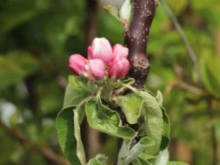 Säulenapfel 'Red River' ® -Deutschland Garten Funk Verkaufs-Shop saeulenapfel red river m006368 w 7