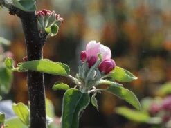 Säulenapfel 'Redcats' -Deutschland Garten Funk Verkaufs-Shop saeulenapfel redcats m046457 w 0 1