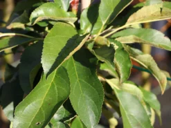 Säulenapfel 'Redcats' -Deutschland Garten Funk Verkaufs-Shop saeulenapfel redcats m046457 w 0