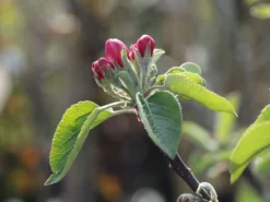 Säulenapfel 'Redcats' -Deutschland Garten Funk Verkaufs-Shop saeulenapfel redcats m046457 w 1 1