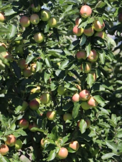 Säulenapfel 'Redcats' -Deutschland Garten Funk Verkaufs-Shop saeulenapfel redcats m046457 w 1