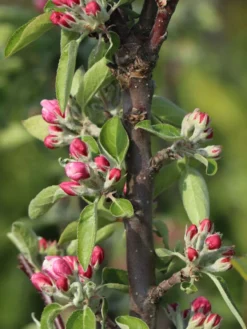 Säulenapfel 'Redcats' -Deutschland Garten Funk Verkaufs-Shop saeulenapfel redcats m046457 w 2 1