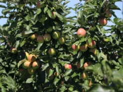 Säulenapfel 'Redcats' -Deutschland Garten Funk Verkaufs-Shop saeulenapfel redcats m046457 w 2