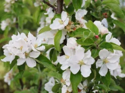 Säulenapfel 'Redcats' -Deutschland Garten Funk Verkaufs-Shop saeulenapfel redcats m046457 w 3 1