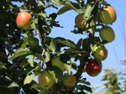 Säulenapfel 'Suncats' -Deutschland Garten Funk Verkaufs-Shop saeulenapfel suncats m046453 w 0 1