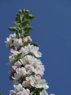 Säulenapfel 'Suncats' -Deutschland Garten Funk Verkaufs-Shop saeulenapfel suncats m046453 w 0