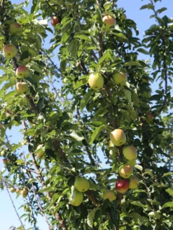 Säulenapfel 'Suncats' -Deutschland Garten Funk Verkaufs-Shop saeulenapfel suncats m046453 w 1 1