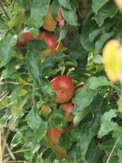 Säulenapfel 'Suncats' -Deutschland Garten Funk Verkaufs-Shop saeulenapfel suncats m046453 w 2