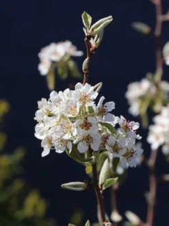Säulenbirne 'Decora' -Deutschland Garten Funk Verkaufs-Shop saeulenbirne decora m008999 w 0