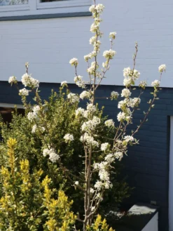 Säulenbirne 'Decora' -Deutschland Garten Funk Verkaufs-Shop saeulenbirne decora m008999 w 1