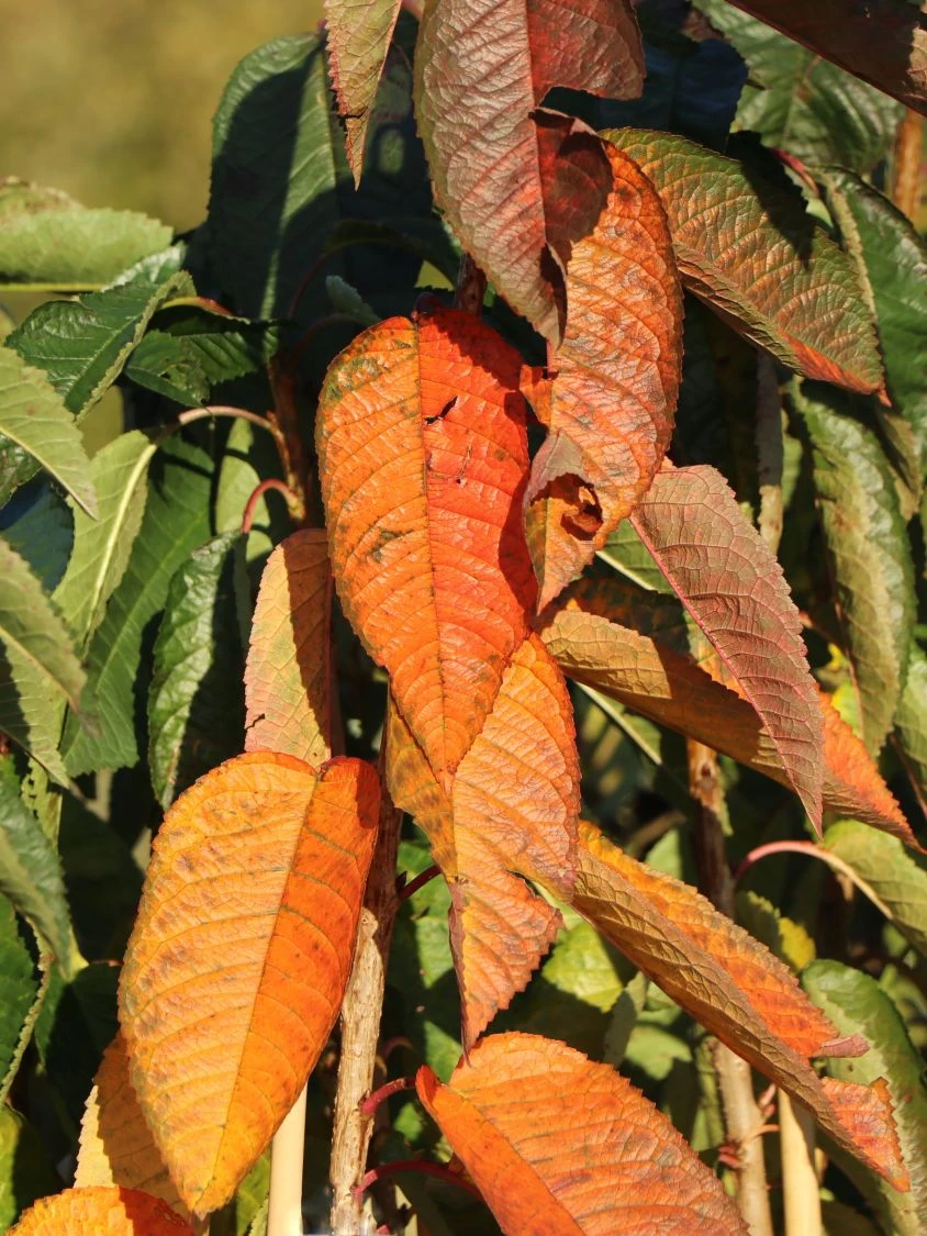 Säulenkirsche 'Sylvia' 4 Säulenkirsche 'Sylvia' – Bild 4
