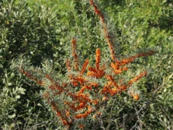 Sanddorn -Deutschland Garten Funk Verkaufs-Shop sanddorn m000031 w 0