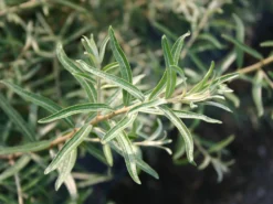 Sanddorn -Deutschland Garten Funk Verkaufs-Shop sanddorn m000031 w 1