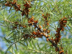 Sanddorn -Deutschland Garten Funk Verkaufs-Shop sanddorn m000031 w 4