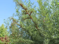 Sanddorn -Deutschland Garten Funk Verkaufs-Shop sanddorn m000031 w 5