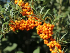 Sanddorn 'Orange Energy' ® / 'Habego' (S) -Deutschland Garten Funk Verkaufs-Shop sanddorn orange energy habego s m011538 w 1