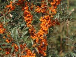 Sanddorn 'Vitaminhochzeit' (m/w)