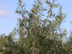 Sanddorn 'Vitaminhochzeit' (m/w) -Deutschland Garten Funk Verkaufs-Shop sanddorn vitaminhochzeit mw m102194 w 0