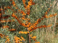 Sanddorn 'Vitaminhochzeit' (m/w) -Deutschland Garten Funk Verkaufs-Shop sanddorn vitaminhochzeit mw m102194 w 1