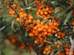 Sanddorn 'Vitaminhochzeit' (m/w) -Deutschland Garten Funk Verkaufs-Shop sanddorn vitaminhochzeit mw m102194 w 2