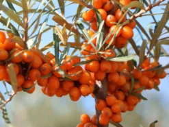 Sanddorn Weiblich 'Askola' (S) -Deutschland Garten Funk Verkaufs-Shop sanddorn weiblich askola s m011487 w 3