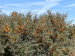 Sanddorn Weiblich 'Frugana' -Deutschland Garten Funk Verkaufs-Shop sanddorn weiblich frugana m011534 w 0