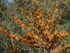 Sanddorn Weiblich 'Frugana' -Deutschland Garten Funk Verkaufs-Shop sanddorn weiblich frugana m011534 w 2