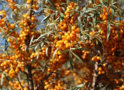 Sanddorn Weiblich 'Frugana' -Deutschland Garten Funk Verkaufs-Shop sanddorn weiblich frugana m011534 w 3