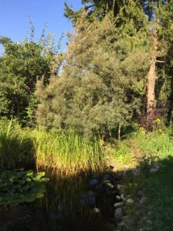 Sanddorn Weiblich 'Hergo' -Deutschland Garten Funk Verkaufs-Shop sanddorn weiblich hergo m011529 717290 0