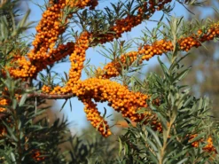 Sanddorn Weiblich 'Hergo' -Deutschland Garten Funk Verkaufs-Shop sanddorn weiblich hergo m011529 w 1