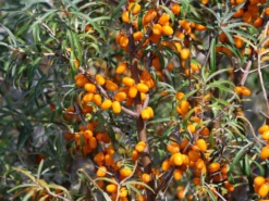 Sanddorn Weiblich 'Leikora' -Deutschland Garten Funk Verkaufs-Shop sanddorn weiblich leikora m002022 w 3