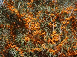 Sanddorn Weiblich 'Leikora' -Deutschland Garten Funk Verkaufs-Shop sanddorn weiblich leikora m002022 w 5