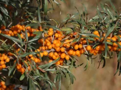 Sanddorn Weiblich 'Leikora' -Deutschland Garten Funk Verkaufs-Shop sanddorn weiblich leikora m002022 w 6