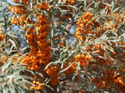 Sanddorn Weiblich 'Sirola' (S) -Deutschland Garten Funk Verkaufs-Shop sanddorn weiblich sirola s m054254 w 0